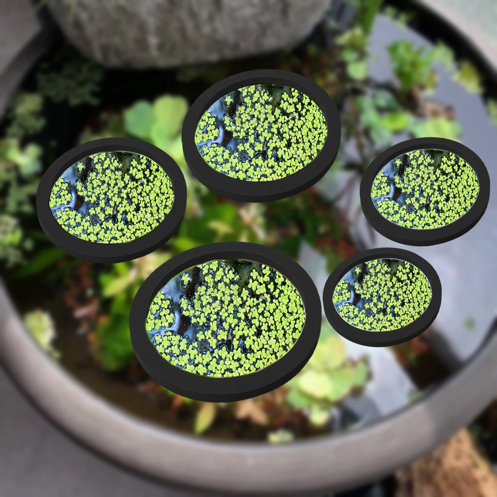 5Pcs EVA Fish Feeding Ring Aqu - Aquarium Plants review and price